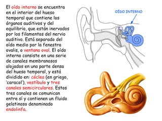 El  oído interno  se encuentra en el interior del hueso temporal que contiene los órganos auditivos y del equilibrio, que están inervados por los filamentos del nervio auditivo. Está separado del oído medio por la fenestra ovalis, o  ventana oval . El oído interno consiste en una serie de canales membranosos alojados en una parte densa del hueso temporal, y está dividido en:  cóclea  (en griego, ’caracol’),  vestíbulo  y  tres canales semicirculares . Estos tres canales se comunican entre sí y contienen un fluido gelatinoso denominado  endolinfa .  