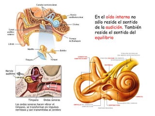 En el  oído interno  no sólo reside el sentido de la  audición . También reside el sentido del  equilibrio 