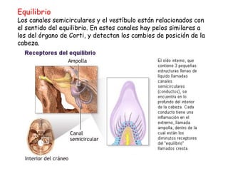 Equilibrio  Los canales semicirculares y el vestíbulo están relacionados con el sentido del equilibrio. En estos canales hay pelos similares a los del órgano de Corti, y detectan los cambios de posición de la cabeza. 