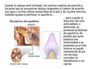 Cuando la cabeza está inclinada, los otolitos cambian de posición y los pelos que se encuentran debajo responden al cambio de presión. Los ojos y ciertas células sensoriales de la piel y de tejidos internos, también ayudan a mantener el equilibrio…  …  pero cuando el laberinto del oído está dañado, o destruido, se producen problemas de equilibrio. Es posible que quien padezca una enfermedad o un problema en el oído interno no pueda mantenerse de pie con los ojos cerrados sin tambalearse o sin caerse.  