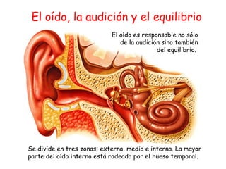 El oído es responsable no sólo de la audición sino también del equilibrio.  El oído, la audición y el equilibrio Se divide en tres zonas: externa, media e interna. La mayor parte del oído interno está rodeada por el hueso temporal.  