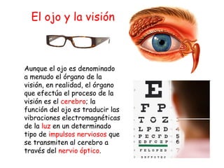 Aunque el ojo es denominado a menudo el órgano de la visión, en realidad, el órgano que efectúa el proceso de la visión es el  cerebro ; la función del ojo es traducir las vibraciones electromagnéticas de la  luz  en un determinado tipo de  impulsos nerviosos  que se transmiten al cerebro a través del  nervio óptico .  El ojo y la visión 