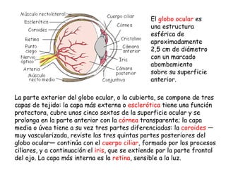 La parte exterior del globo ocular, o la cubierta, se compone de tres capas de tejido: la capa más externa o  esclerótica ...