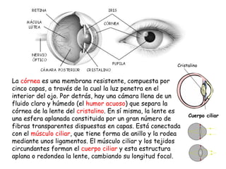 La  córnea  es una membrana resistente, compuesta por cinco capas, a través de la cual la luz penetra en el interior del o...