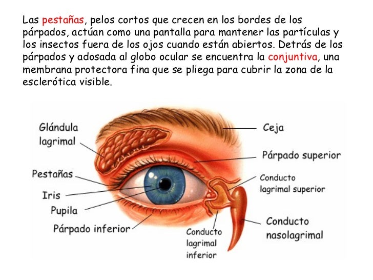 A que sueña la máscara sobre la persona
