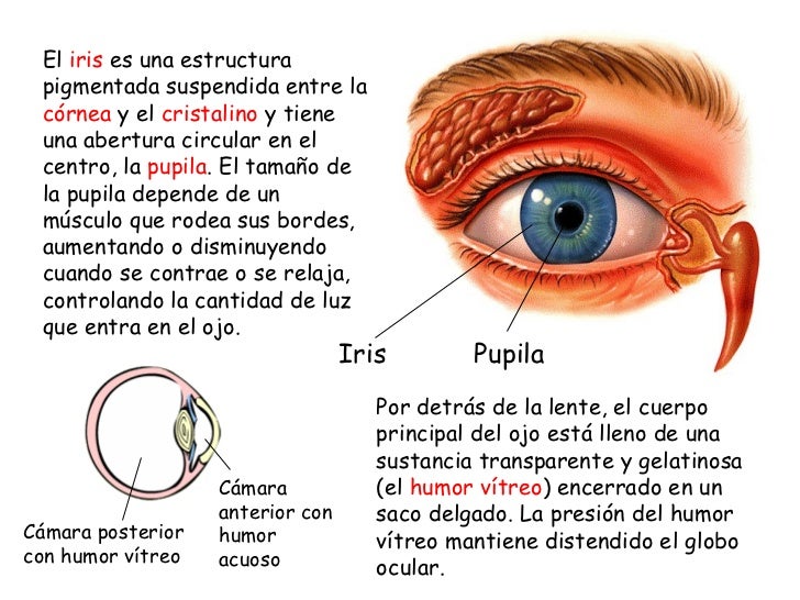El ojo y la visión El ojo y la visión