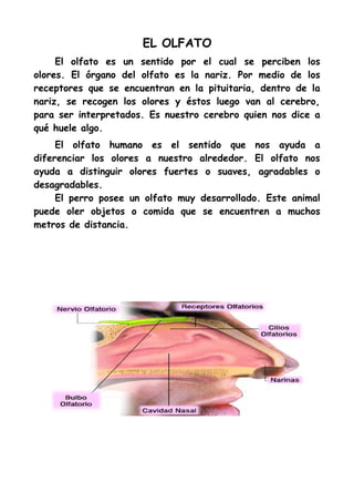 EL OLFATO
     El olfato es un sentido por el cual se perciben los
olores. El órgano del olfato es la nariz. Por medio de los
receptores que se encuentran en la pituitaria, dentro de la
nariz, se recogen los olores y éstos luego van al cerebro,
para ser interpretados. Es nuestro cerebro quien nos dice a
qué huele algo.
     El olfato humano es el sentido que nos ayuda a
diferenciar los olores a nuestro alrededor. El olfato nos
ayuda a distinguir olores fuertes o suaves, agradables o
desagradables.
     El perro posee un olfato muy desarrollado. Este animal
puede oler objetos o comida que se encuentren a muchos
metros de distancia.
 