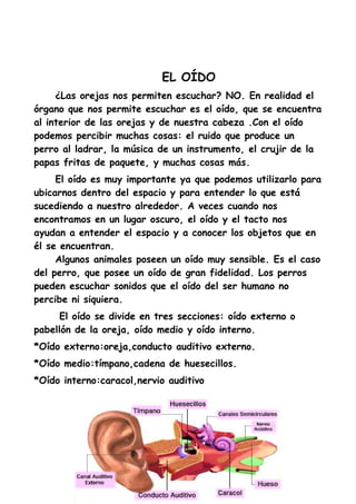 EL OÍDO
     ¿Las orejas nos permiten escuchar? NO. En realidad el
órgano que nos permite escuchar es el oído, que se encuentra
al interior de las orejas y de nuestra cabeza .Con el oído
podemos percibir muchas cosas: el ruido que produce un
perro al ladrar, la música de un instrumento, el crujir de la
papas fritas de paquete, y muchas cosas más.
     El oído es muy importante ya que podemos utilizarlo para
ubicarnos dentro del espacio y para entender lo que está
sucediendo a nuestro alrededor. A veces cuando nos
encontramos en un lugar oscuro, el oído y el tacto nos
ayudan a entender el espacio y a conocer los objetos que en
él se encuentran.
     Algunos animales poseen un oído muy sensible. Es el caso
del perro, que posee un oído de gran fidelidad. Los perros
pueden escuchar sonidos que el oído del ser humano no
percibe ni siquiera.
     El oído se divide en tres secciones: oído externo o
pabellón de la oreja, oído medio y oído interno.
*Oído externo:oreja,conducto auditivo externo.
*Oído medio:tímpano,cadena de huesecillos.
*Oído interno:caracol,nervio auditivo
 
