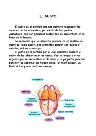 EL GUSTO


     El gusto es el sentido que nos permite reconocer los
sabores de los alimentos, por medio de las papilas
gustativas, que son pequeños bultos que se encuentran en la
base de la lengua.
     La sensación que un alimento produce en el sentido del
gusto se llama sabor. Los alimentos pueden ser dulces o
salados, ácidos o amargos.
     El gusto es el sentido por el cual podemos conocer el
sabor de los alimentos y las cosas. Con la lengua y otros
órganos que se encuentran en la boca y la garganta podemos
percibir los sabores: un helado dulce, un maní salado, un
limón ácido y una aceituna amarga.
 