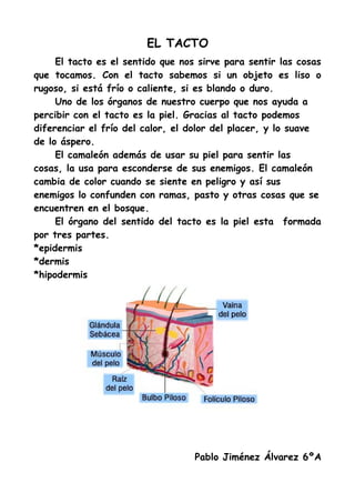 EL TACTO
     El tacto es el sentido que nos sirve para sentir las cosas
que tocamos. Con el tacto sabemos si un objeto es liso o
rugoso, si está frío o caliente, si es blando o duro.
     Uno de los órganos de nuestro cuerpo que nos ayuda a
percibir con el tacto es la piel. Gracias al tacto podemos
diferenciar el frío del calor, el dolor del placer, y lo suave
de lo áspero.
     El camaleón además de usar su piel para sentir las
cosas, la usa para esconderse de sus enemigos. El camaleón
cambia de color cuando se siente en peligro y así sus
enemigos lo confunden con ramas, pasto y otras cosas que se
encuentren en el bosque.
     El órgano del sentido del tacto es la piel esta formada
por tres partes.
*epidermis
*dermis
*hipodermis




                                   Pablo Jiménez Álvarez 6ºA
 