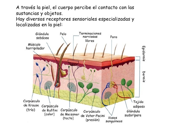 La piel