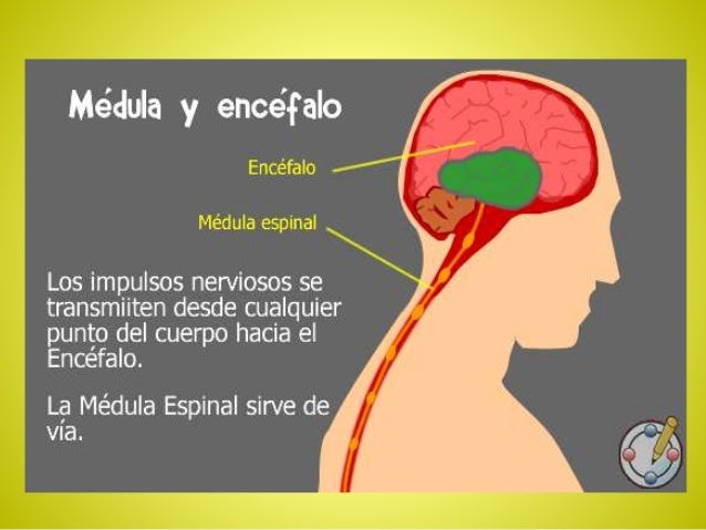 Que Pasaria Si No Tuvieramos Sistema Nervioso