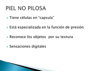  Tiene células en “capsula”
Está especializada en la función de presión
Reconoce los objetos por su textura
Sensaciones digitales