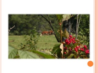 Sentier Nature Tomifobia