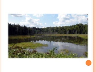 Sentier Nature Tomifobia