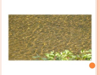 Sentier Nature Tomifobia