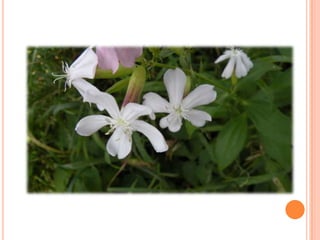 Sentier Nature Tomifobia