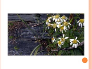 Sentier Nature Tomifobia