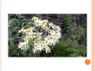 Sentier Nature Tomifobia