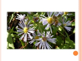 Sentier Nature Tomifobia