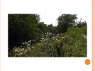 Sentier Nature Tomifobia