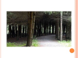 Sentier Nature Tomifobia