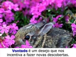 Vontade   é um desejo que  nos incentiva a fazer novas descobertas. 