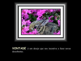 VONTADE   é um desejo que nos incentiva a fazer novas descobertas . 