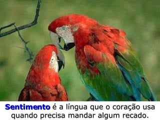 Sentimento   é a língua que o   coração usa quando precisa   mandar algum recado. 