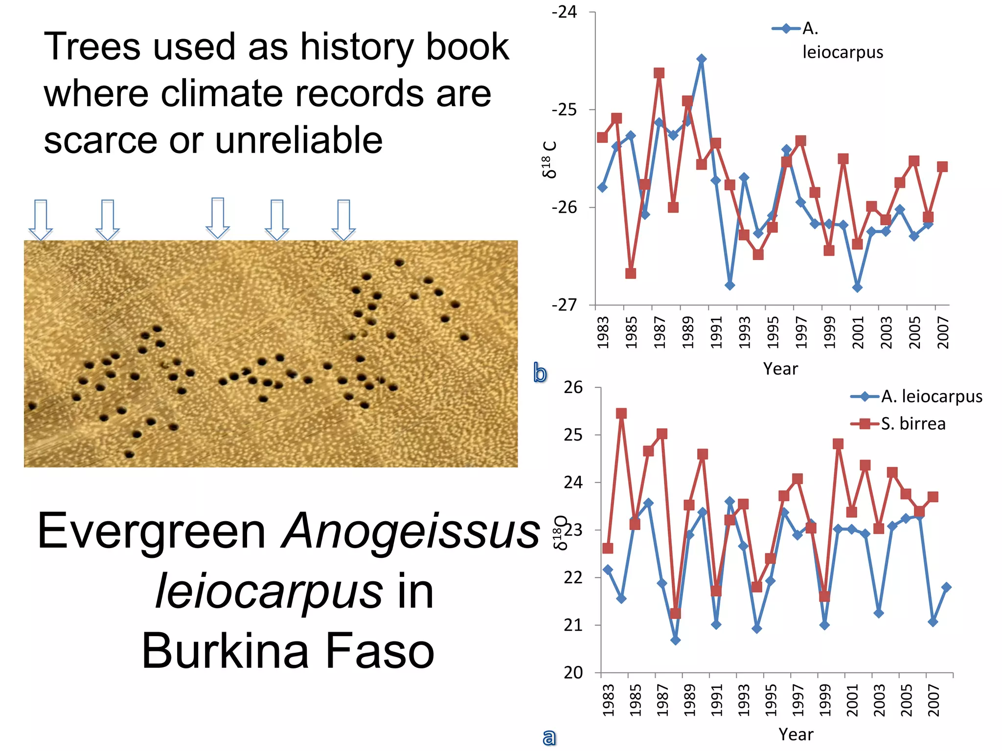 -24
                                                                                               A.
Trees used as history book                                                                     leiocarpus

where climate records are      -25
scarce or unreliable




                             δ18 C
                               -26




                               -27




                                                                                                     1999
                                          1983
                                                  1985
                                                          1987
                                                                 1989
                                                                        1991
                                                                               1993
                                                                                      1995
                                                                                             1997


                                                                                                             2001
                                                                                                                     2003
                                                                                                                             2005
                                                                                                                                      2007
                                                                                      Year
                                     26                                                                               A. leiocarpus
                                                                                                                      S. birrea
                                     25

                                     24


Evergreen Anogeissus           δ18O
                                     23

                                     22
     leiocarpus in                   21
    Burkina Faso                     20
                                           1983
                                                   1985
                                                          1987
                                                                 1989
                                                                        1991
                                                                               1993
                                                                                      1995
                                                                                             1997
                                                                                                    1999
                                                                                                            2001
                                                                                                                    2003
                                                                                                                            2005
                                                                                                                                    2007
                                                                                         Year
 