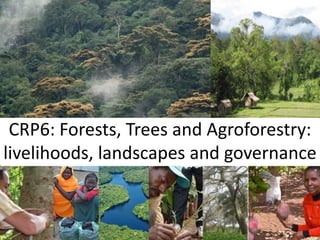 CRP6: Forests, Trees and Agroforestry:
livelihoods, landscapes and governance
 