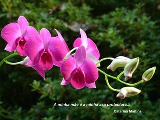 A minha mãe é a minha asa protectora…
Catarina Martins
 