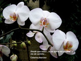Desde que nasci…tu és quem me ajuda e
me dá carinho…
Catarina Narciso
 