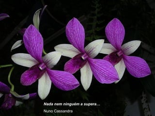 Nada nem ninguém a supera…
Nuno Cassandra
 