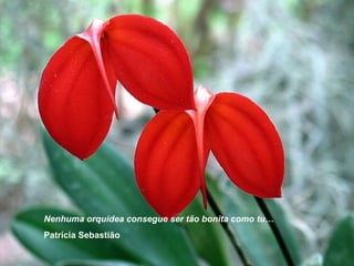 Nenhuma orquídea consegue ser tão bonita como tu…
Patrícia Sebastião
 