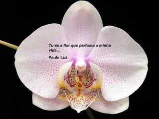 Tu és a flor que perfuma a minha
vida…
Paulo Luz
 