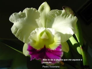 Mãe tu és a chama que me aquece o
coração…
Pedro Victoriano
 