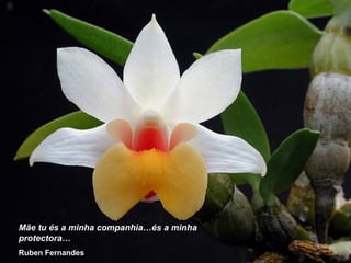 Mãe tu és a minha companhia…és a minha
protectora…
Ruben Fernandes
 