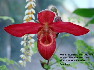 Mãe tu és o meu tesouro, não
estás coberta de ouro mas
sim de amor e carinho…
Rute David
 