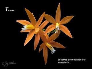 encerras conhecimento e
sabedoria…
Tu que…
 