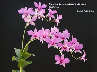 Mãe é a flor mais bonita do meu
jardim…
André Estevinha
 