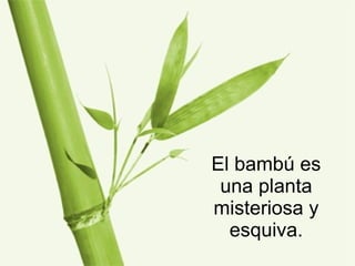 El bambú es una planta misteriosa y esquiva. 