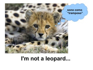 I'm not a leopard...  sono como “tramposo” ” 