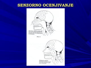 SENSENZZORNO OCENJIVANJEORNO OCENJIVANJE
 