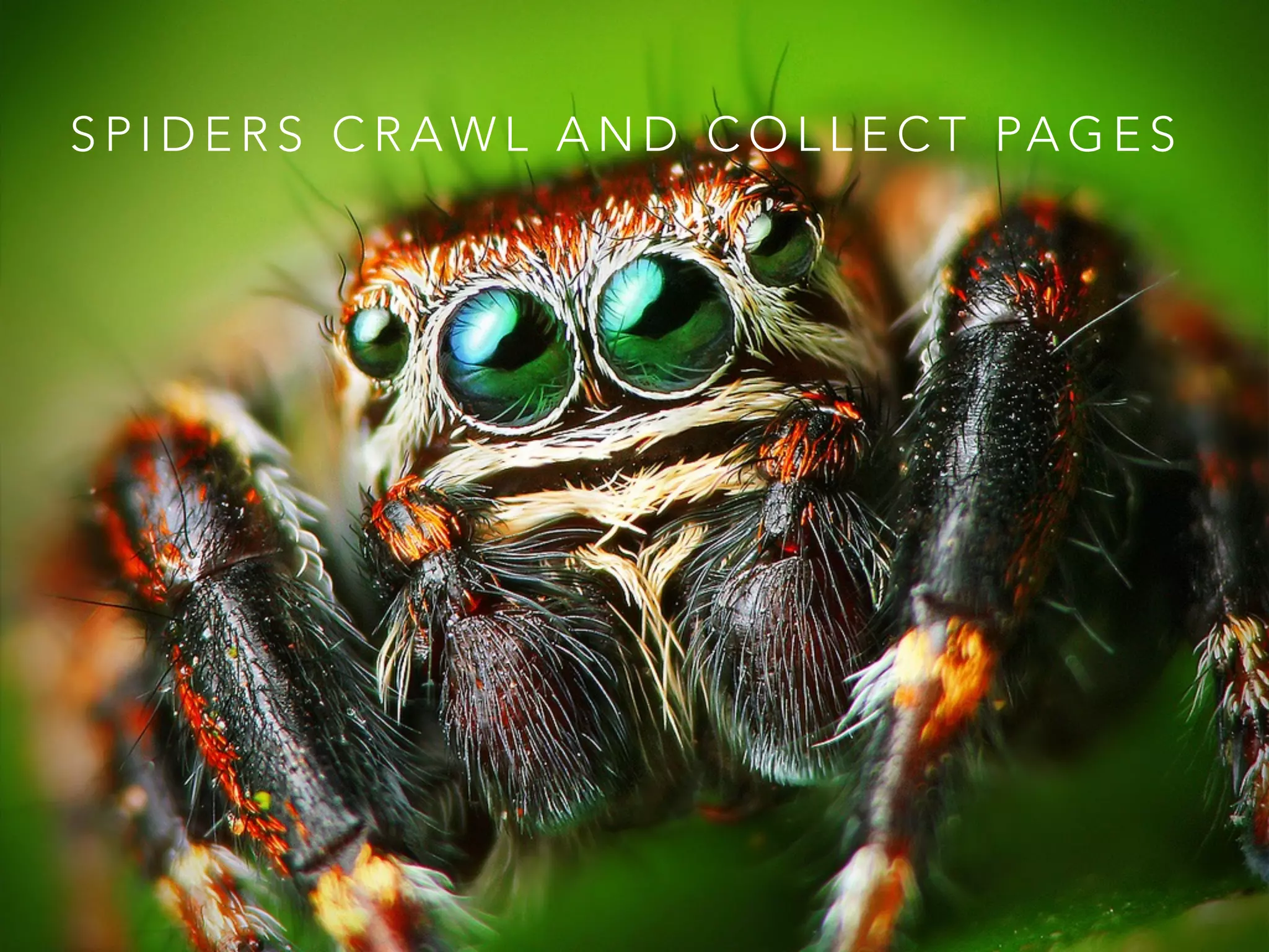 S P I D E R S C R A W L A N D C O L L E C T PA G E S
 