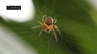Crawling
 