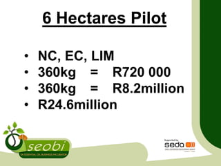 6 Hectares Pilot
• NC, EC, LIM
• 360kg = R720 000
• 360kg = R8.2million
• R24.6million
 