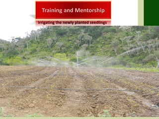 Irrigating the newly planted seedlings
 