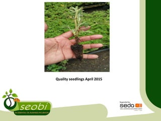 Quality seedlings April 2015
 