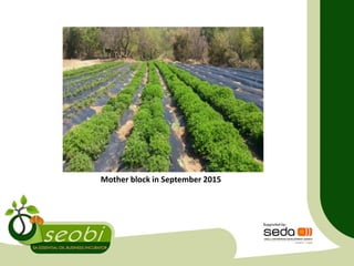 Mother block in September 2015
 